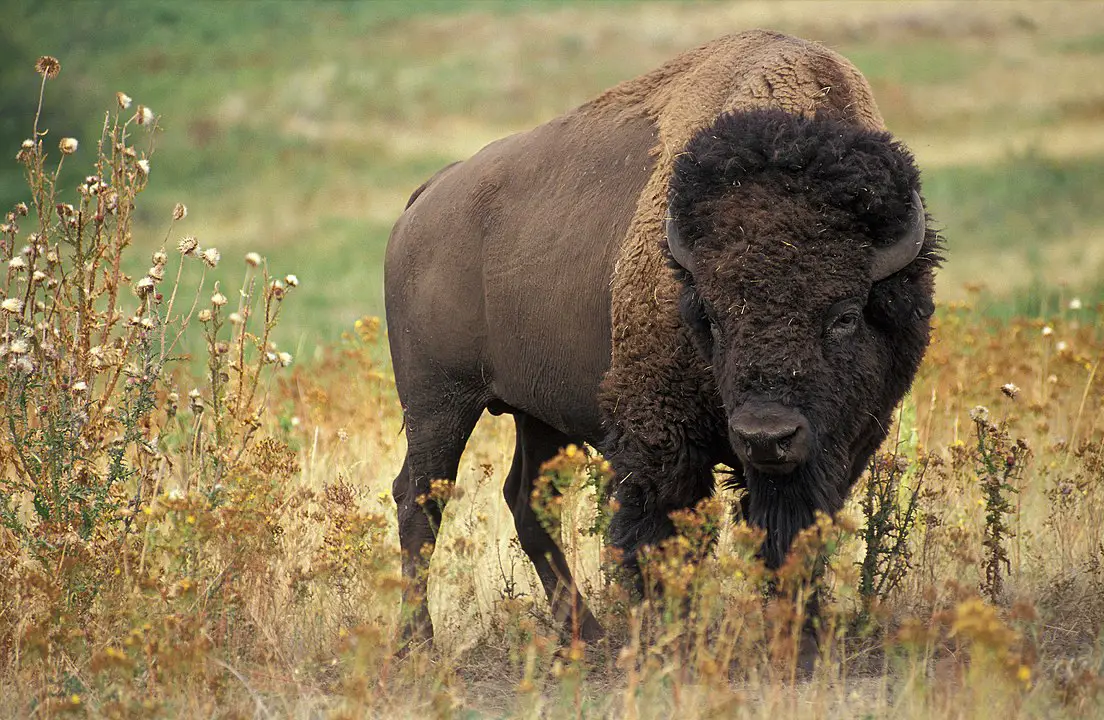 Exploring the Treacherous World of 72 Dangerous Animals in North America