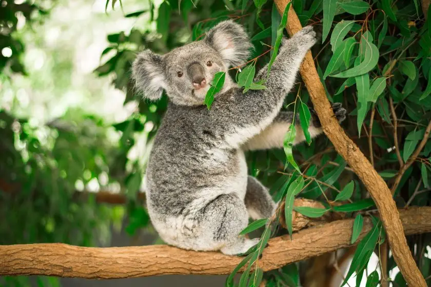 Australian Animals A-Z: Discover the Fascinating Wildlife of the Land Down Under