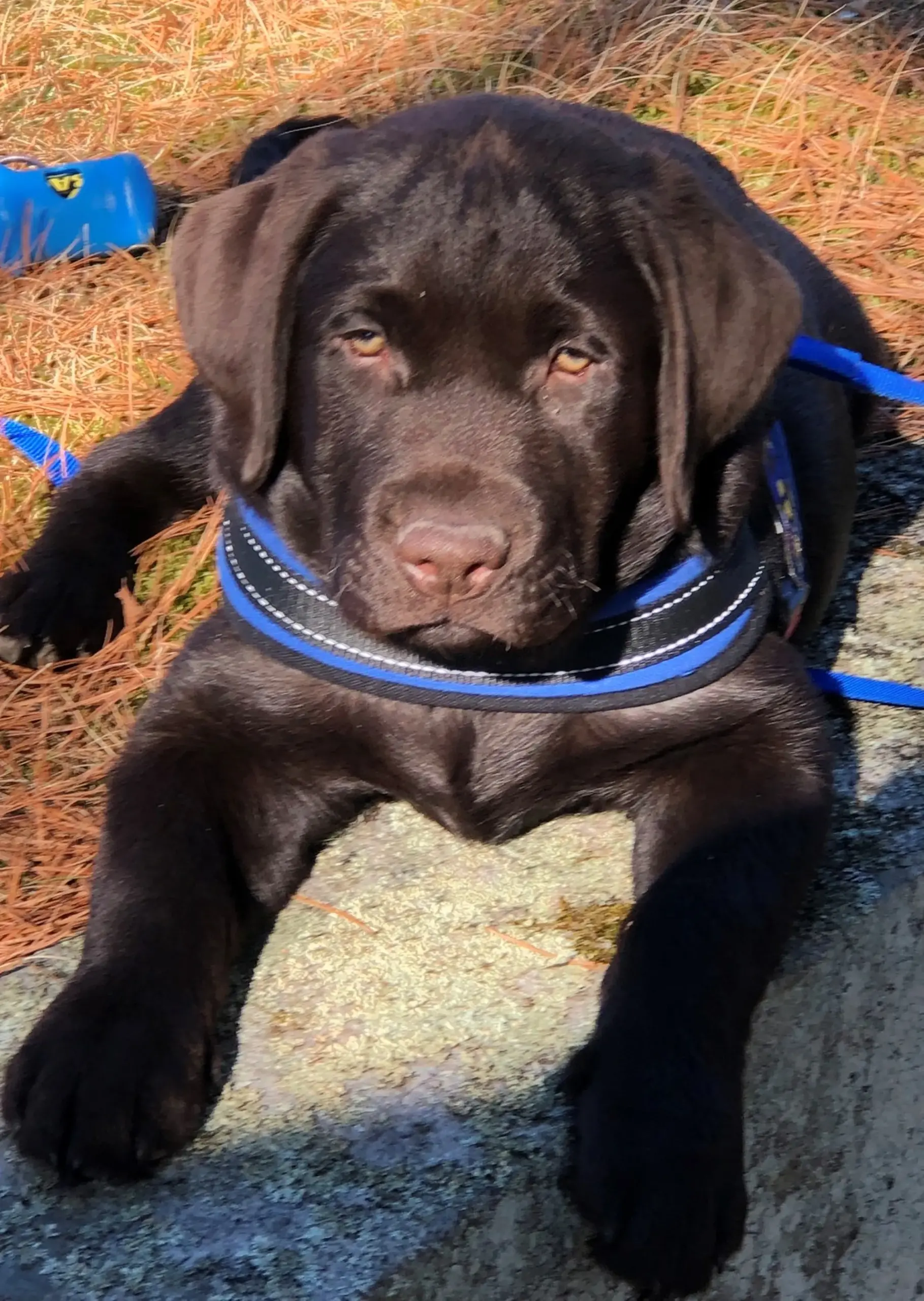 Black Lab Police Dog: A Valuable Asset in Law Enforcement