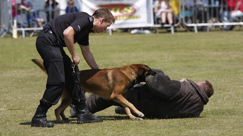 How Much Do Police Dog Handlers Get Paid?