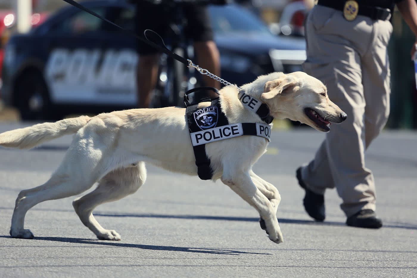 how-much-do-police-dog-handlers-make-in-the-uk-o-c-d