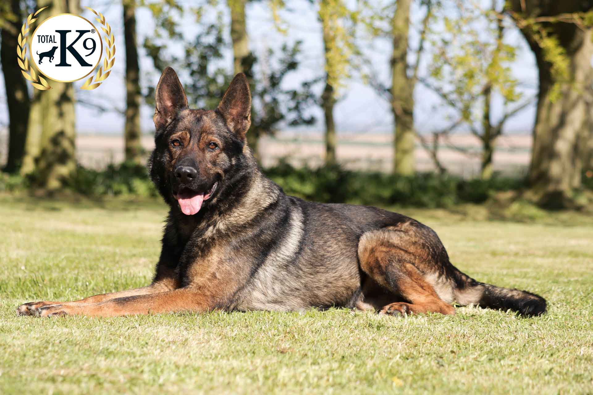 K9 Police Dog Breeds: The Ultimate Crime-Fighting Partners