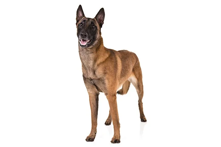 Military Police Dog Breeds: A Comprehensive Analysis