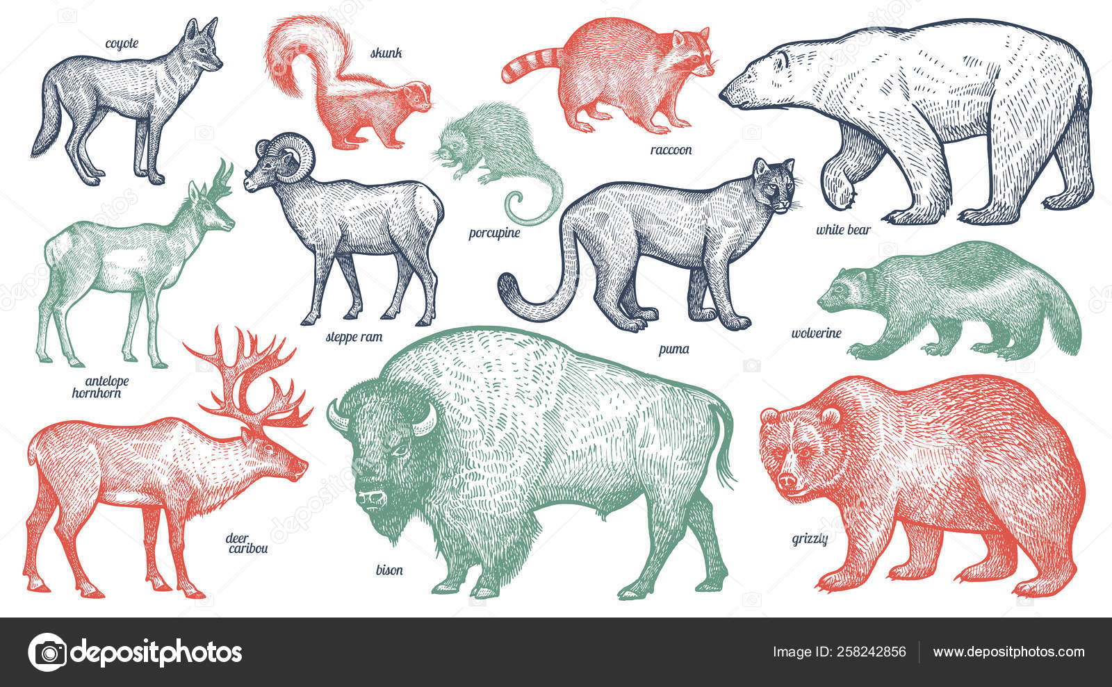 North America Animals Pictures With Names