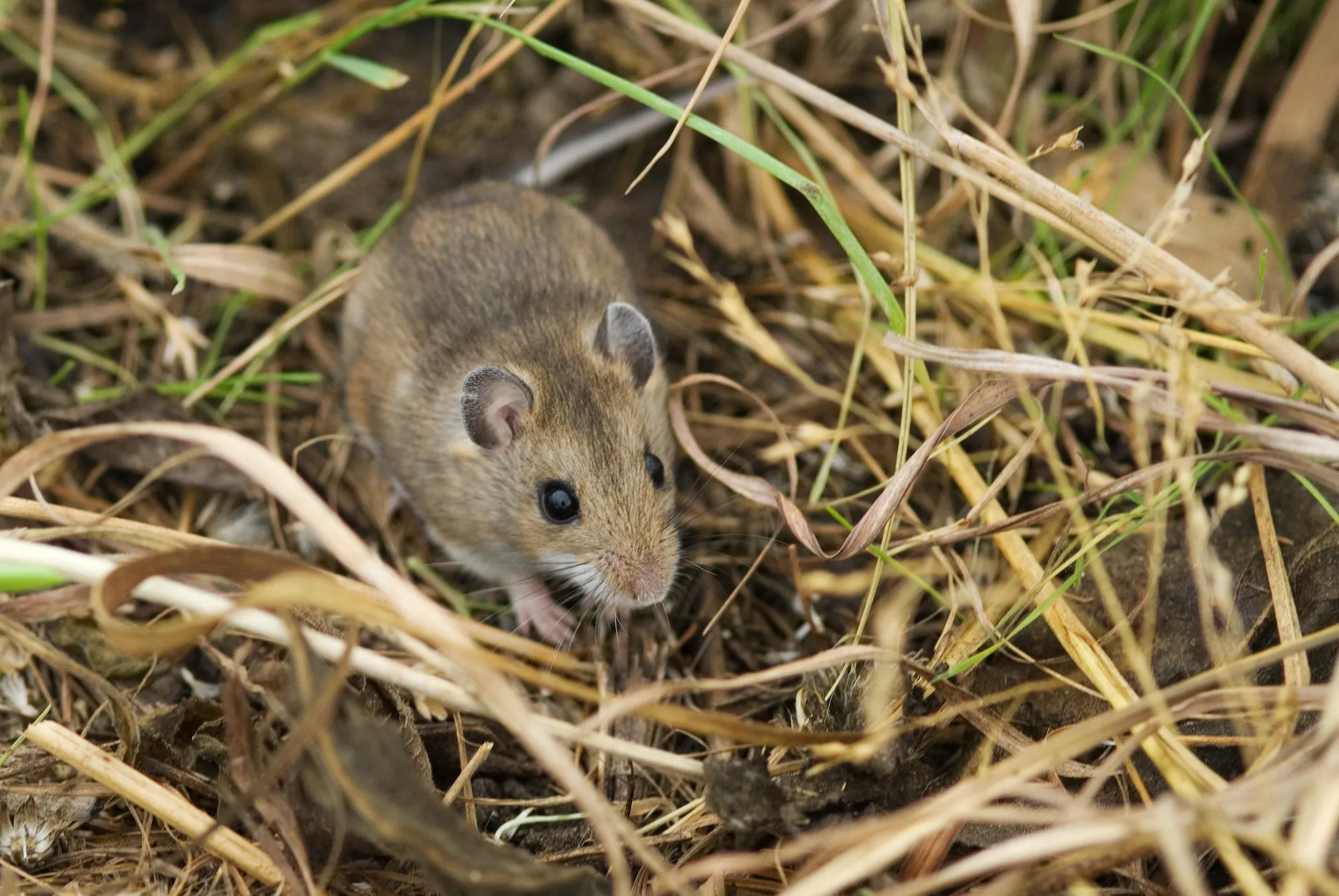 The Range of the Prairie Deer Mouse: A Comprehensive Analysis