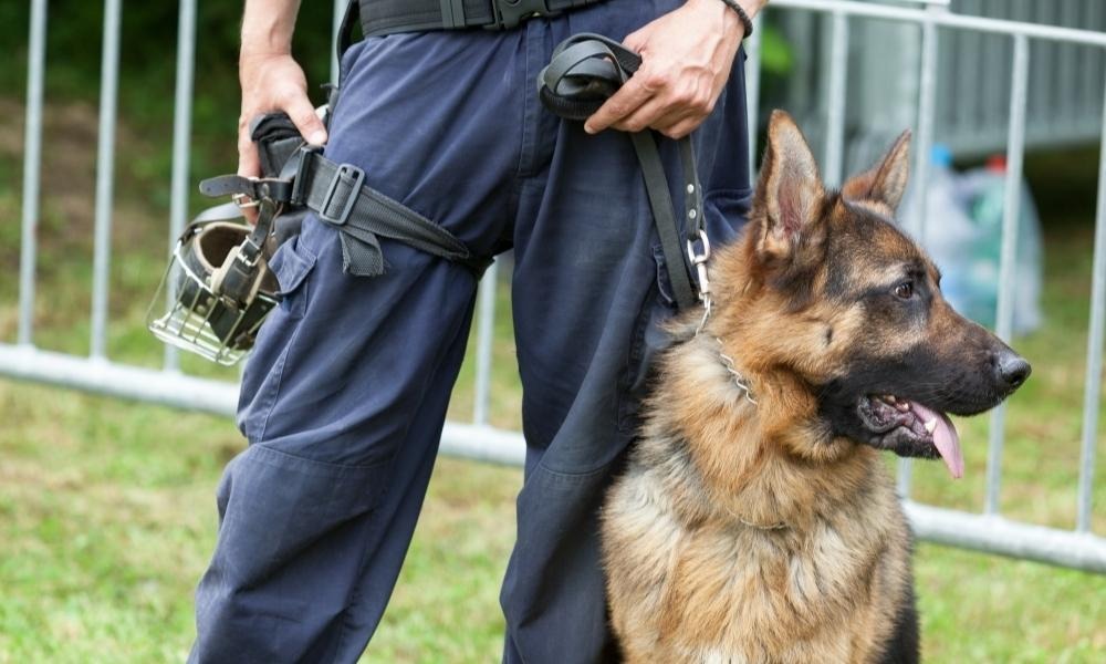 What Qualifications Do I Need to Be a Police Dog Handler