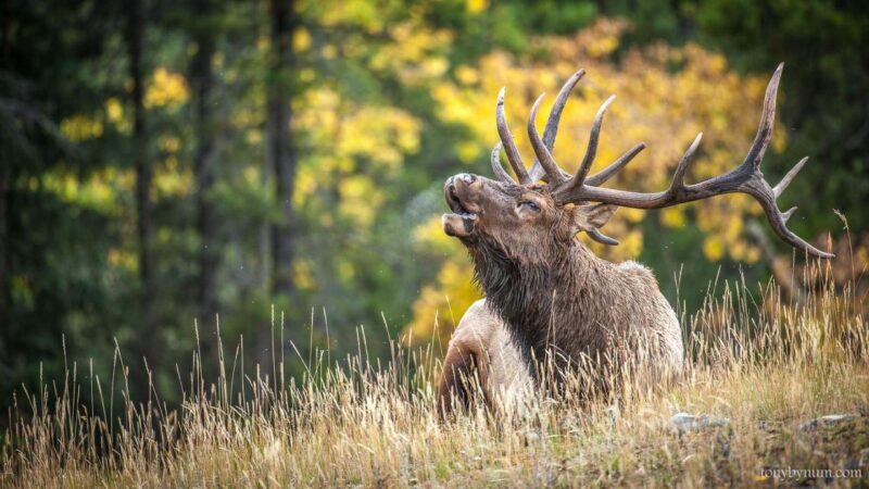 Wild Animals in America: A Rich Biodiversity