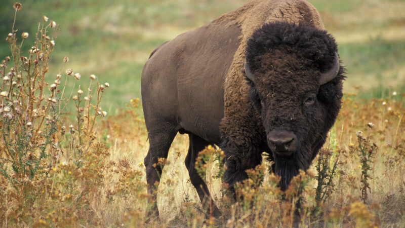 Wildlife of North America – A Diverse and Fascinating Ecosystem