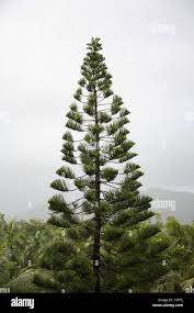 pine saas india asia 600m 3b