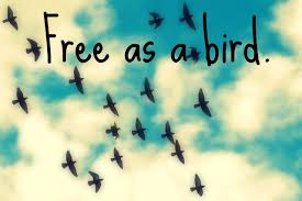 Bird Quotes Freedom