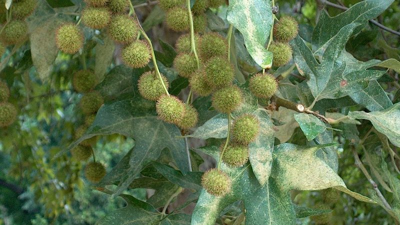 Sycamore Tree