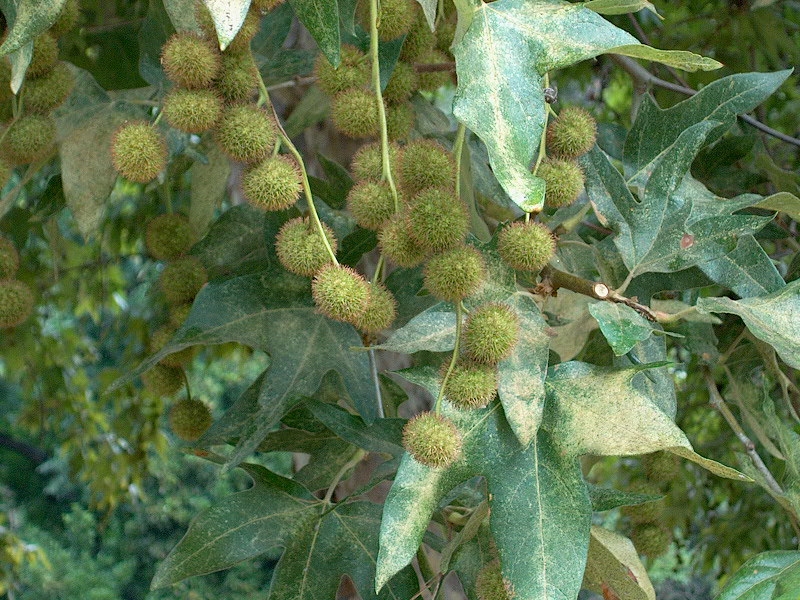 Sycamore Tree