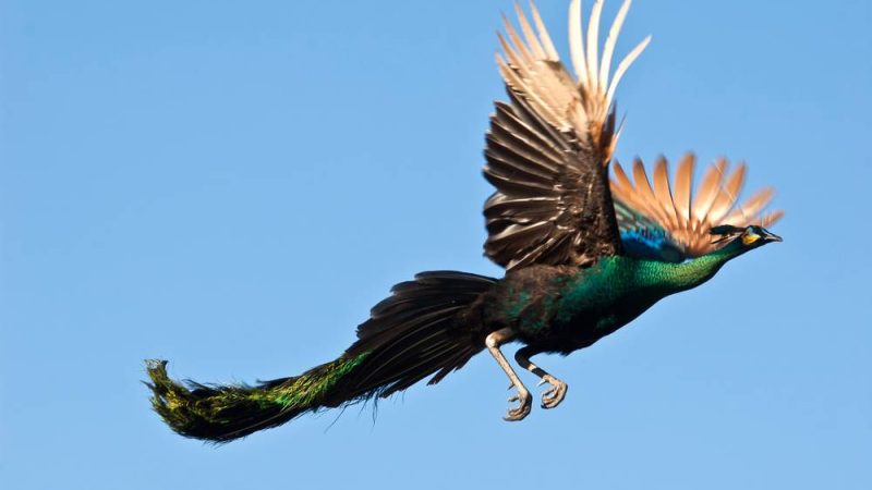 Can Peacocks Fly