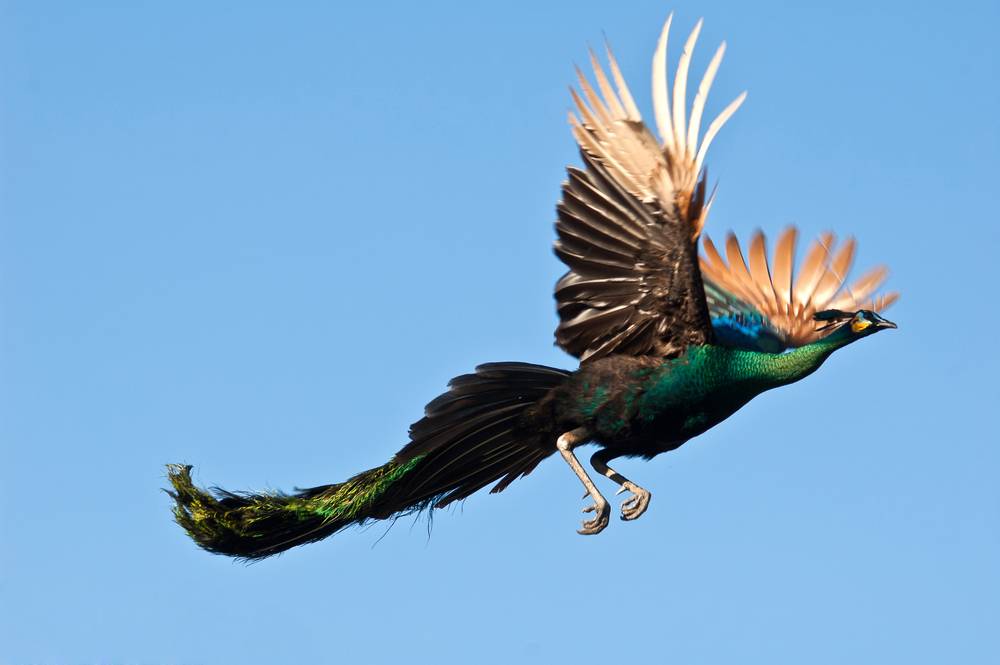 Can Peacocks Fly