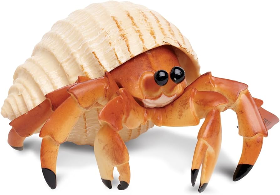 Hermit Crab