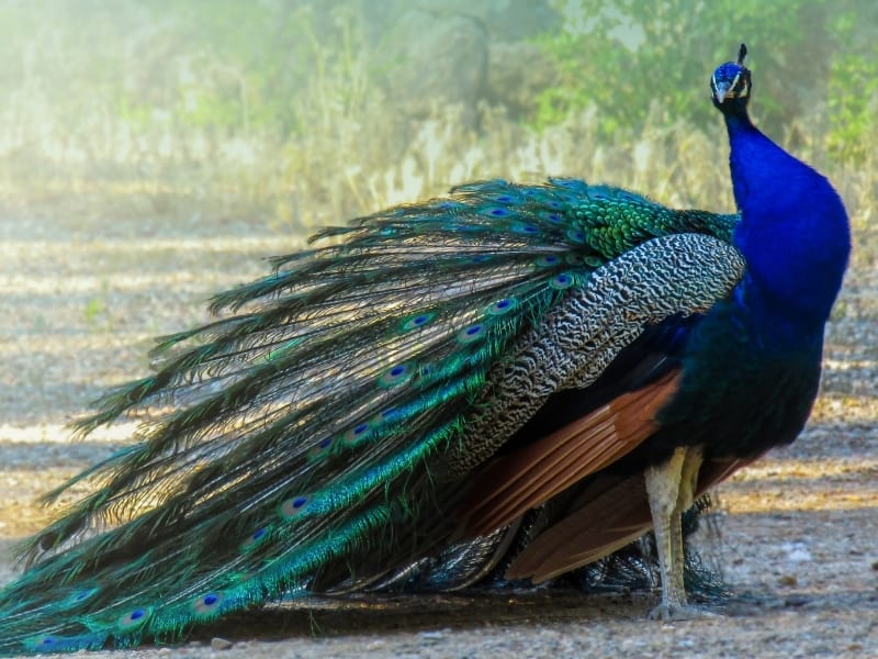 How Much Does A Peacock Cost