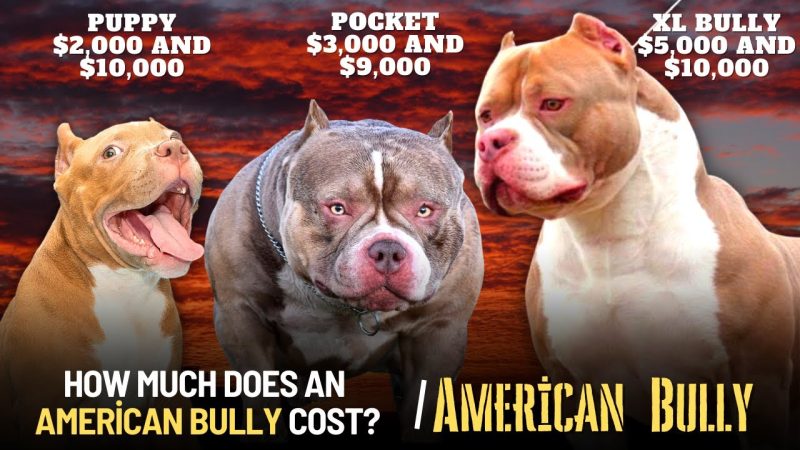 American Bully Price