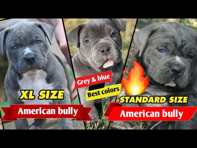 American Bully Standard