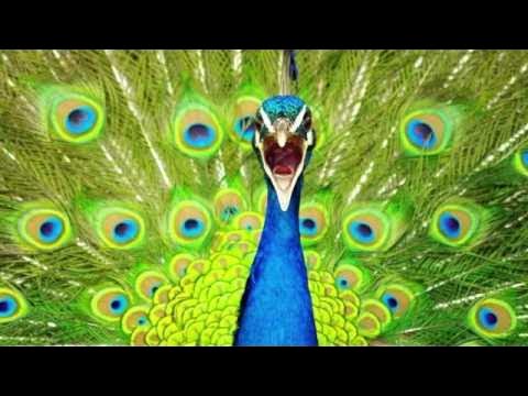 Peacock Sounds