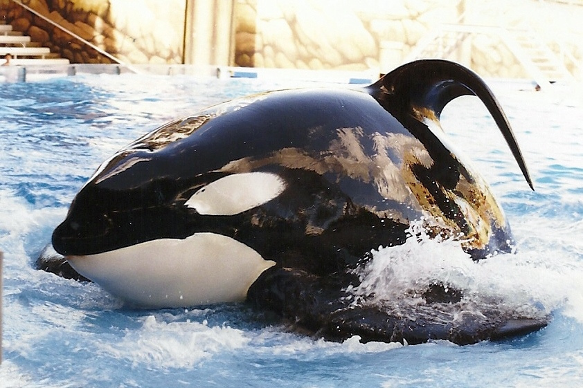 Tilikum Orca