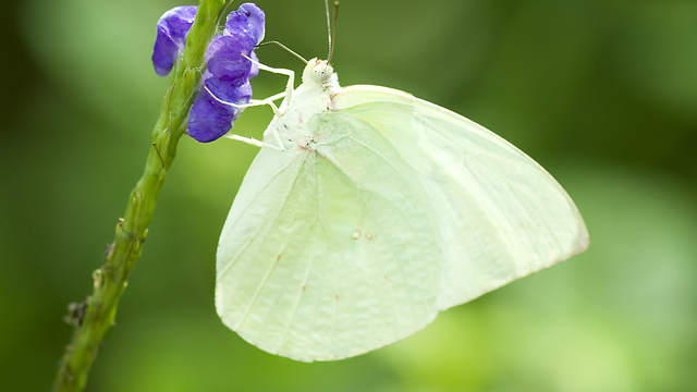 White Butterfly Meaning