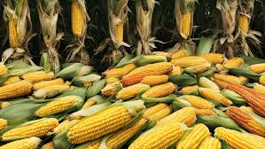 A Comprehensive Analysis of Corn Prices: Factors, Trends, and Future Outlook