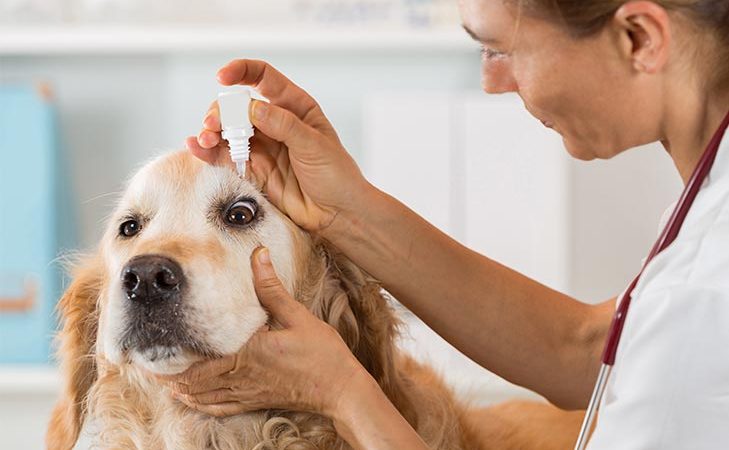 Understanding Dog Eye Medications: Types, Usage, and Care Tips