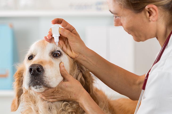 Understanding Dog Eye Medications: Types, Usage, and Care Tips