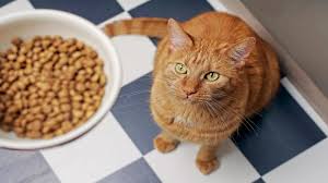 Best Cat Food: A Comprehensive Guide to Choosing the Right Nutrition for Your Feline Friend